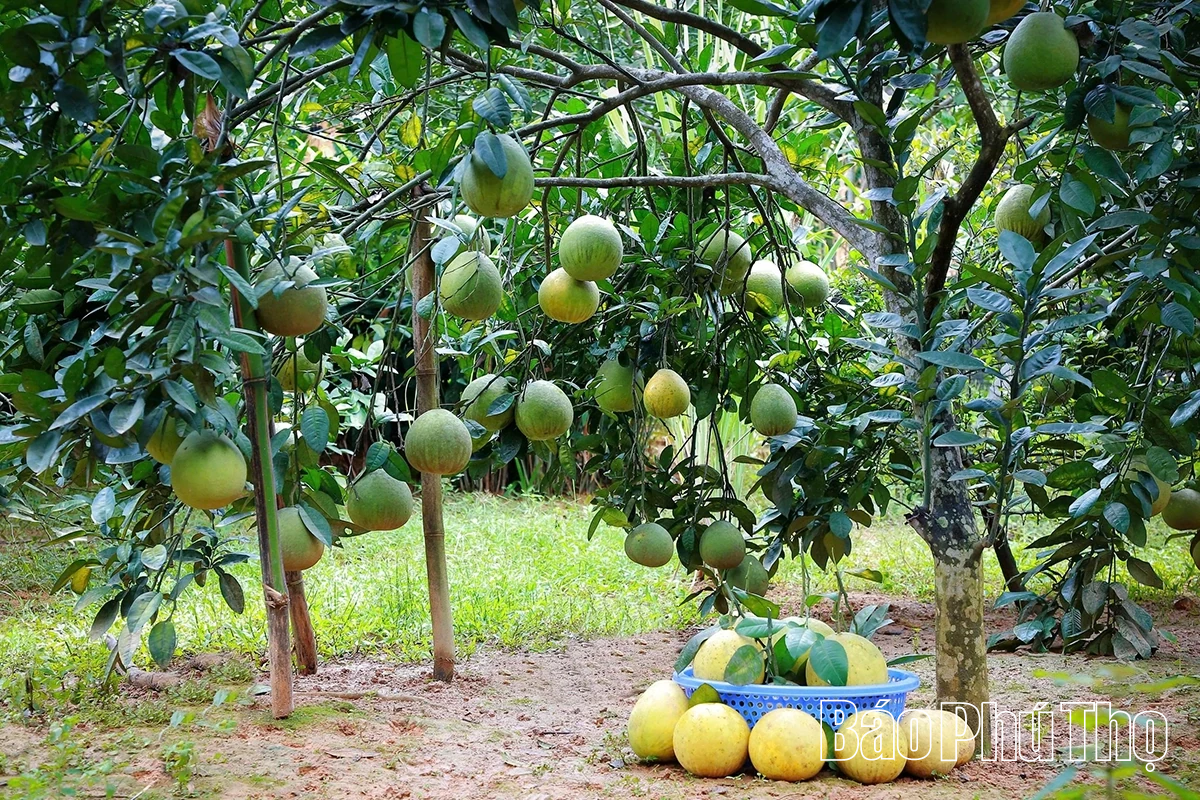 Ngọt, thơm mùa bưởi