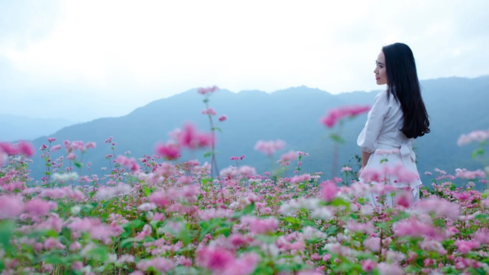 Du lịch Hà Giang tháng 12 - trải nghiệm mùa hoa rực rỡ trên cao nguyên đá