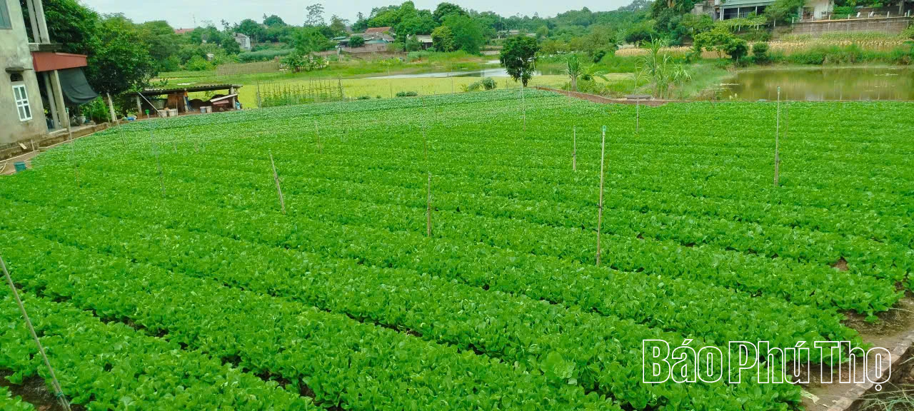 Thoát nghèo nhờ trồng rau an toàn