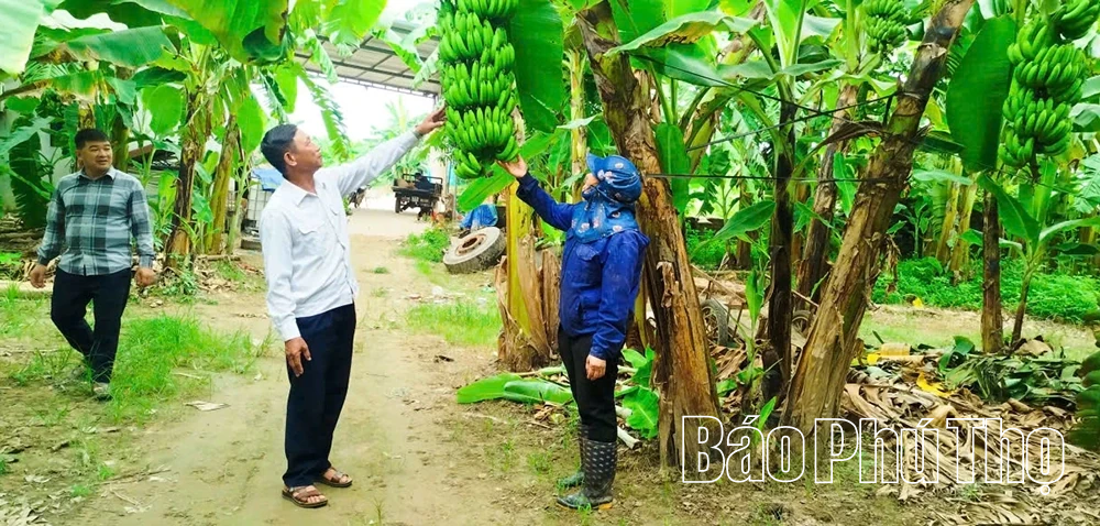 Phát triển kinh tế tập thể ở Hoàng Cương