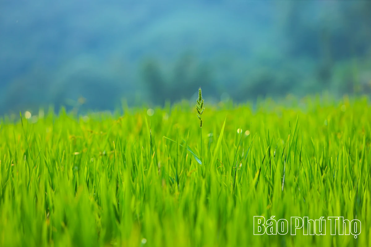 Thơ mộng bản Mừng