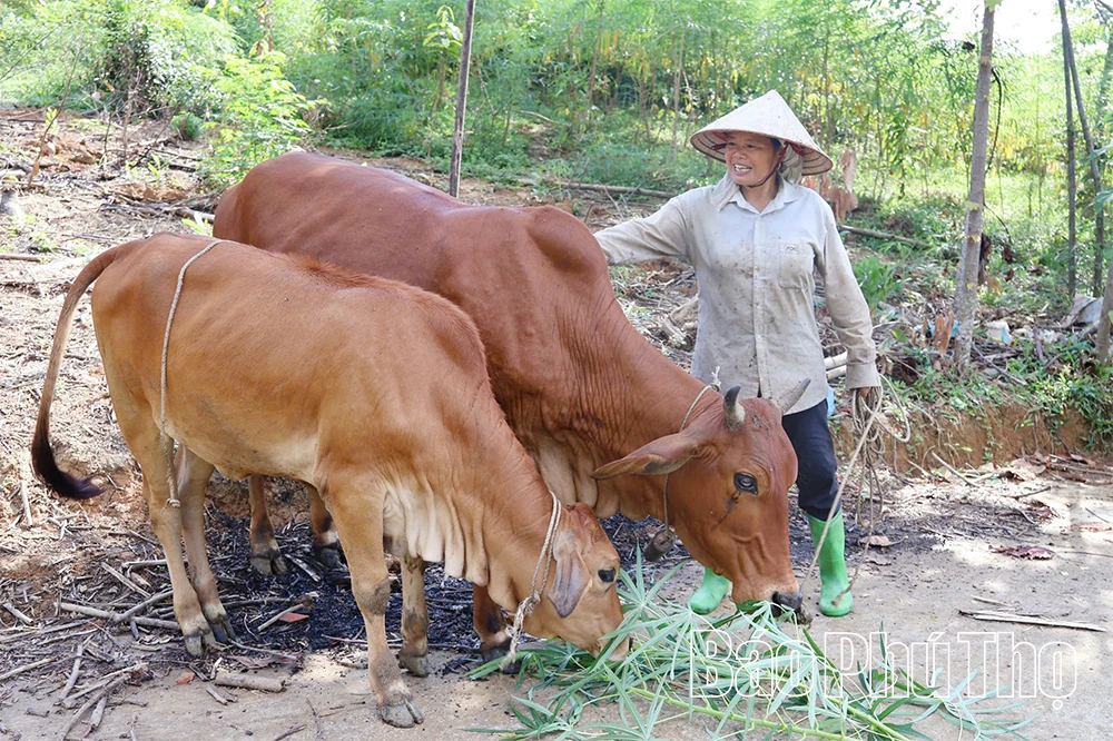 Xã Tân Sơn nỗ lực giảm nghèo bền vững