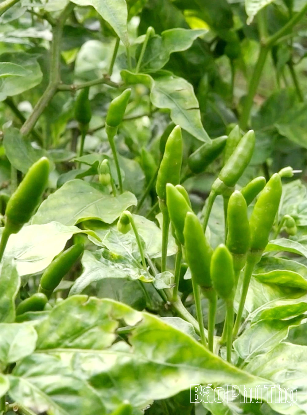 Chuyện khởi nghiệp từ những quả ớt rừng Phú Lương