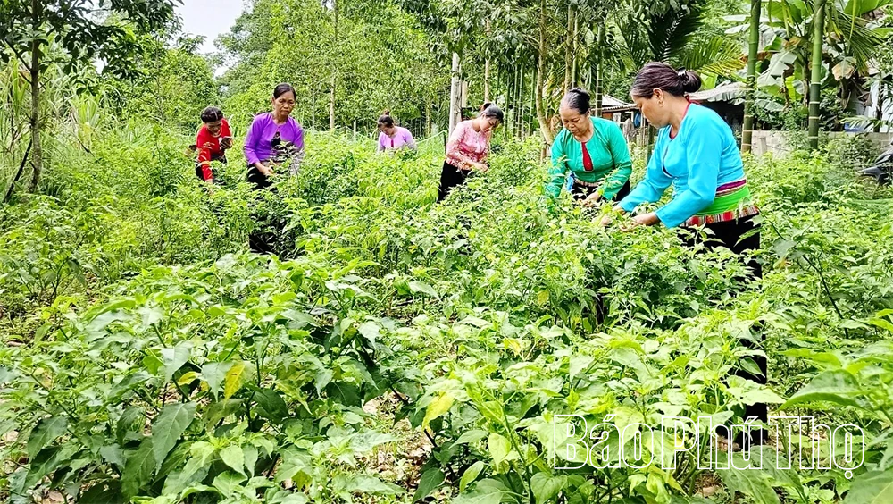 Chuyện khởi nghiệp từ những quả ớt rừng Phú Lương