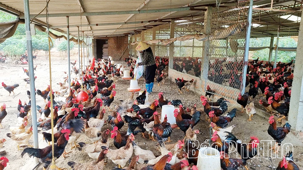 Nữ Bí thư chi đoàn năng động, làm kinh tế giỏi