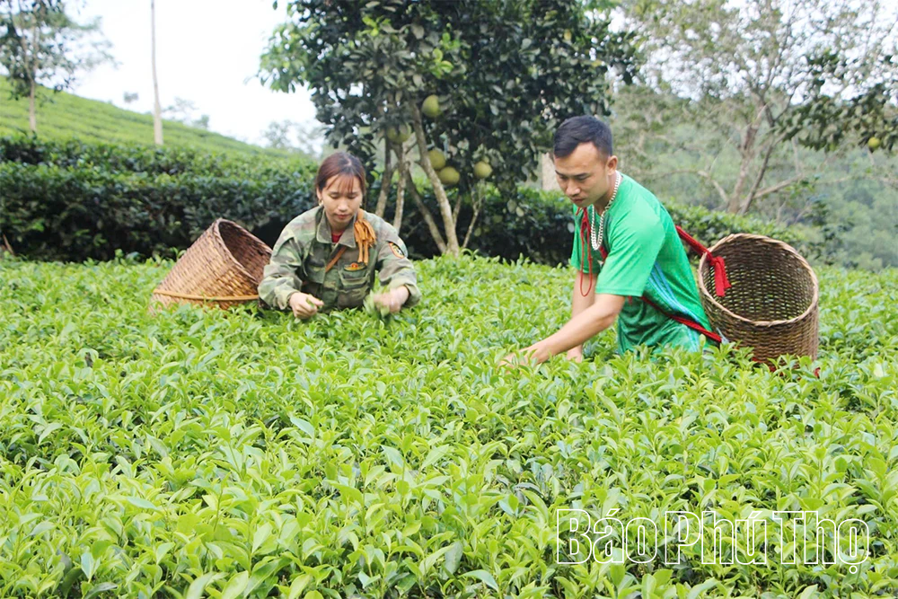 Ngọt ngào vị chè xanh Đất Tổ