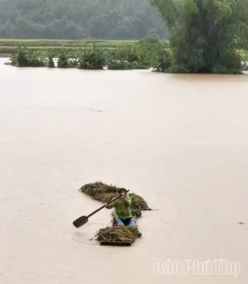Xã Yên Phú: Trên 50ha lúa chưa gặt và khoảng 15ha hoa màu bị ngập