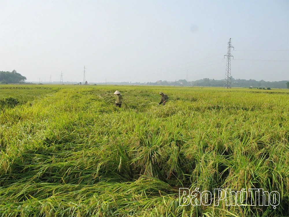 Khắc phục hậu quả mưa lũ, sớm ổn định sản xuất và đời sống nhân dân