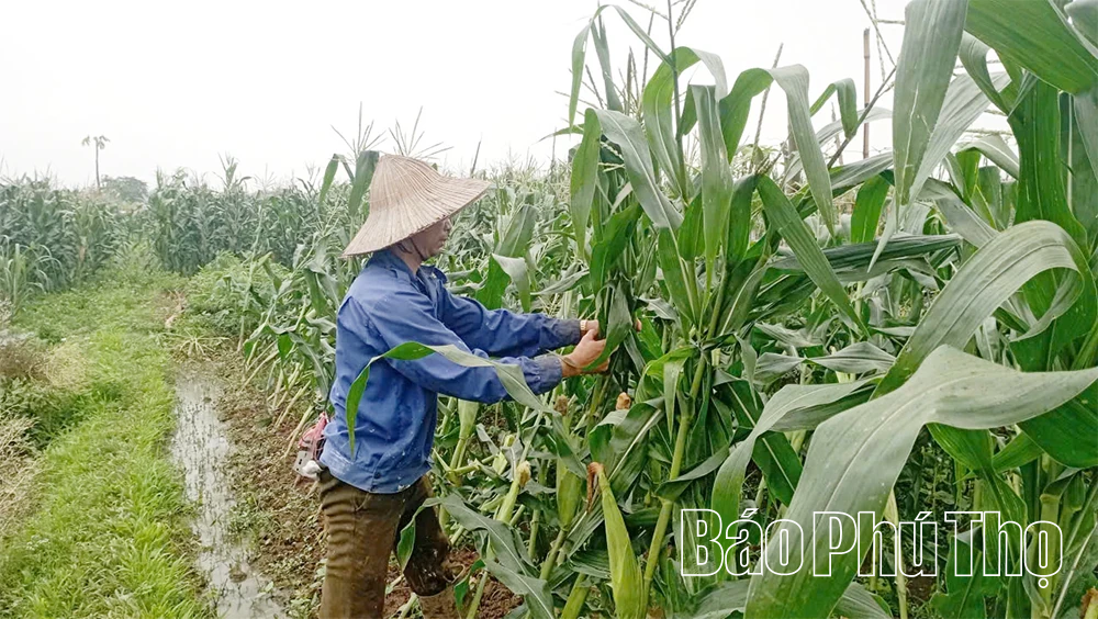 Khắc phục hậu quả mưa lũ, sớm ổn định sản xuất và đời sống nhân dân