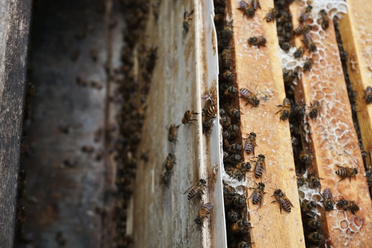 Độc đáo dự án Cây dừa cho bạn – Tấm lòng trao đi