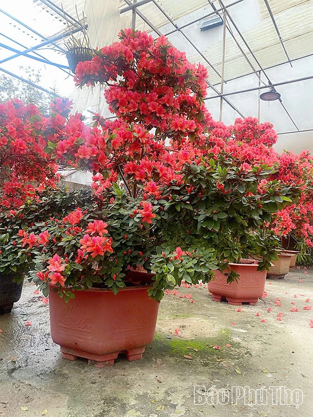 Làm giàu từ cây cảnh