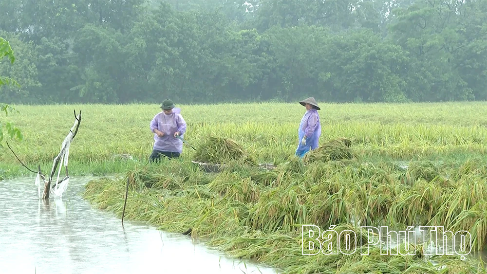 Khẩn trương bơm tiêu úng, cứu lúa vụ mùa