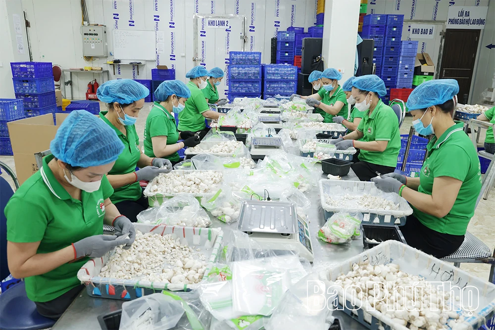 Ông Phùng Đức Định - Người đưa thương hiệu nấm Phùng Gia vươn tầm OCOP 4 sao