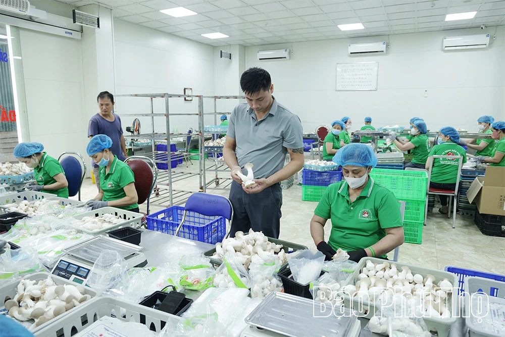 Ông Phùng Đức Định - Người đưa thương hiệu nấm Phùng Gia vươn tầm OCOP 4 sao