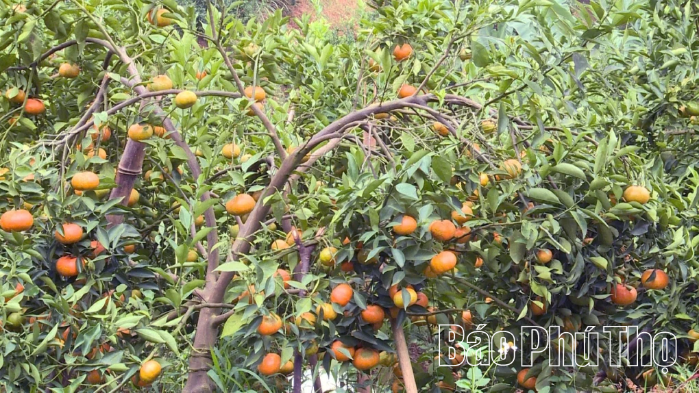 “Số hóa” đặc sản Lai Đồng