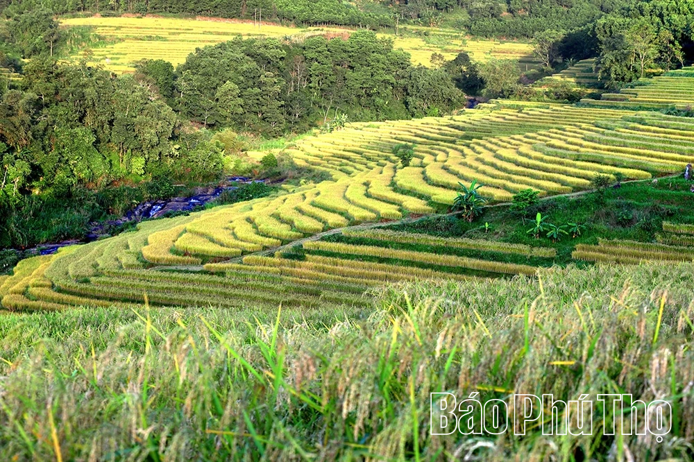 Lễ hội Ruộng bậc thang Miền Đồi 2025 sẽ có nhiều hoạt động đặc sắc