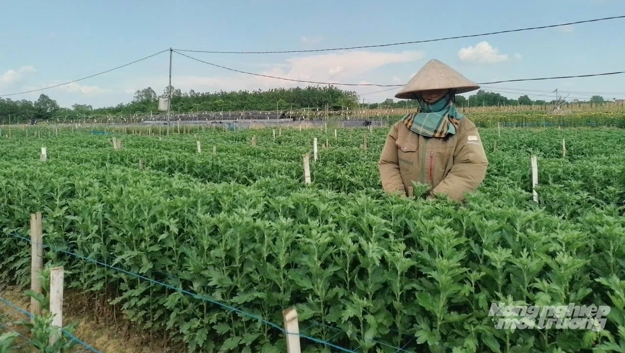 Rải vụ trồng hoa cúc, giảm áp lực tiêu thụ, tăng thu nhập