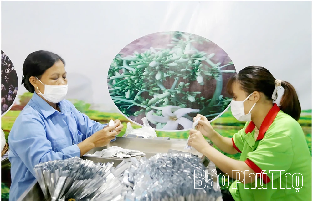 Hành trình xanh của chàng thanh niên vùng trũng