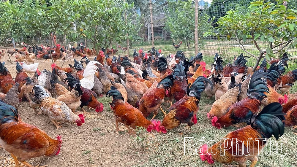 Giữ gìn và phát triển thương hiệu “Gà Lạc Sơn”