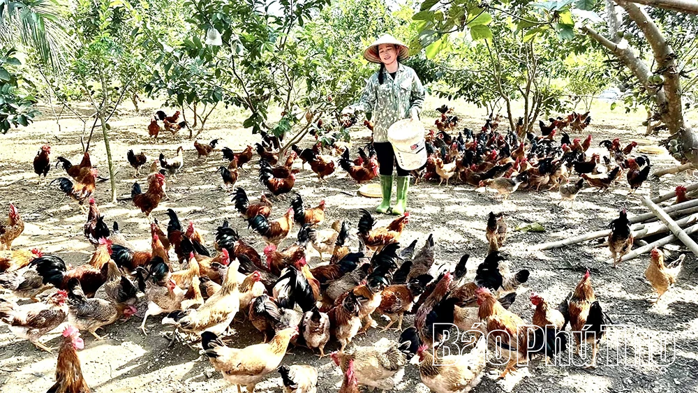 Giữ gìn và phát triển thương hiệu “Gà Lạc Sơn”