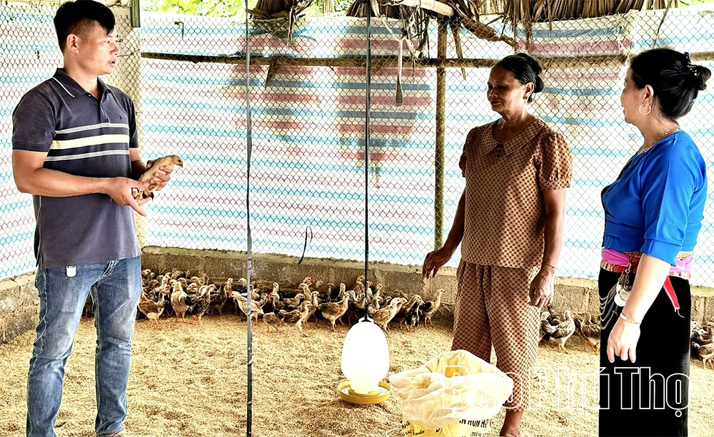 Giữ gìn và phát triển thương hiệu “Gà Lạc Sơn”