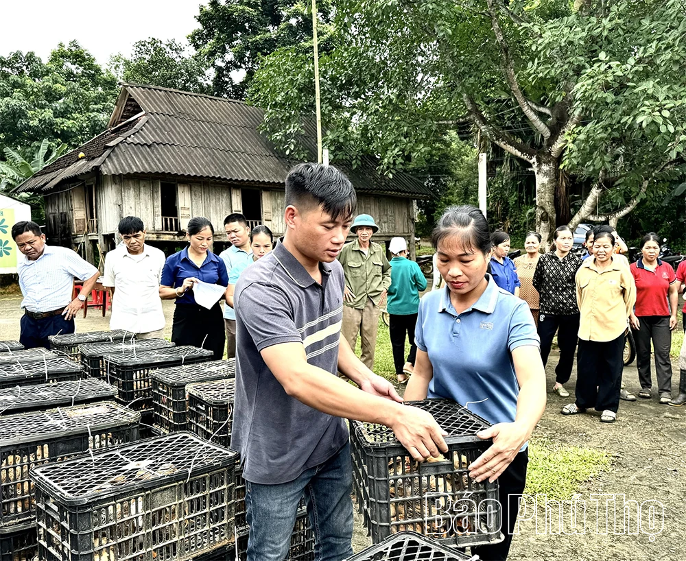 Giữ gìn và phát triển thương hiệu “Gà Lạc Sơn”