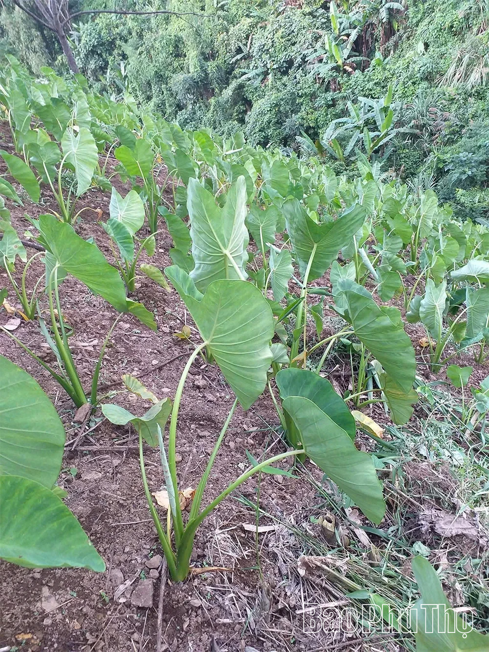 Khoai sọ Phúc Sạn - Hương vị từ đất trời vùng lòng hồ sông Đà