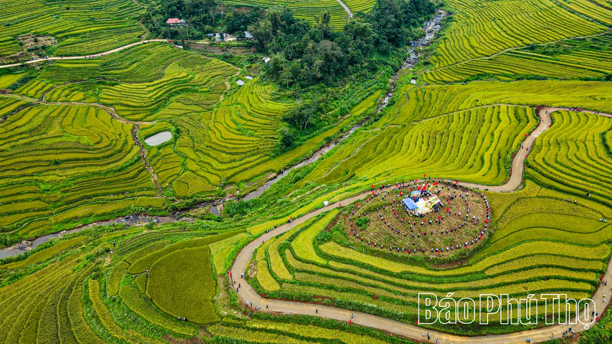 Mùa lúa chín Miền Đồi - điểm hẹn văn hóa Mường
