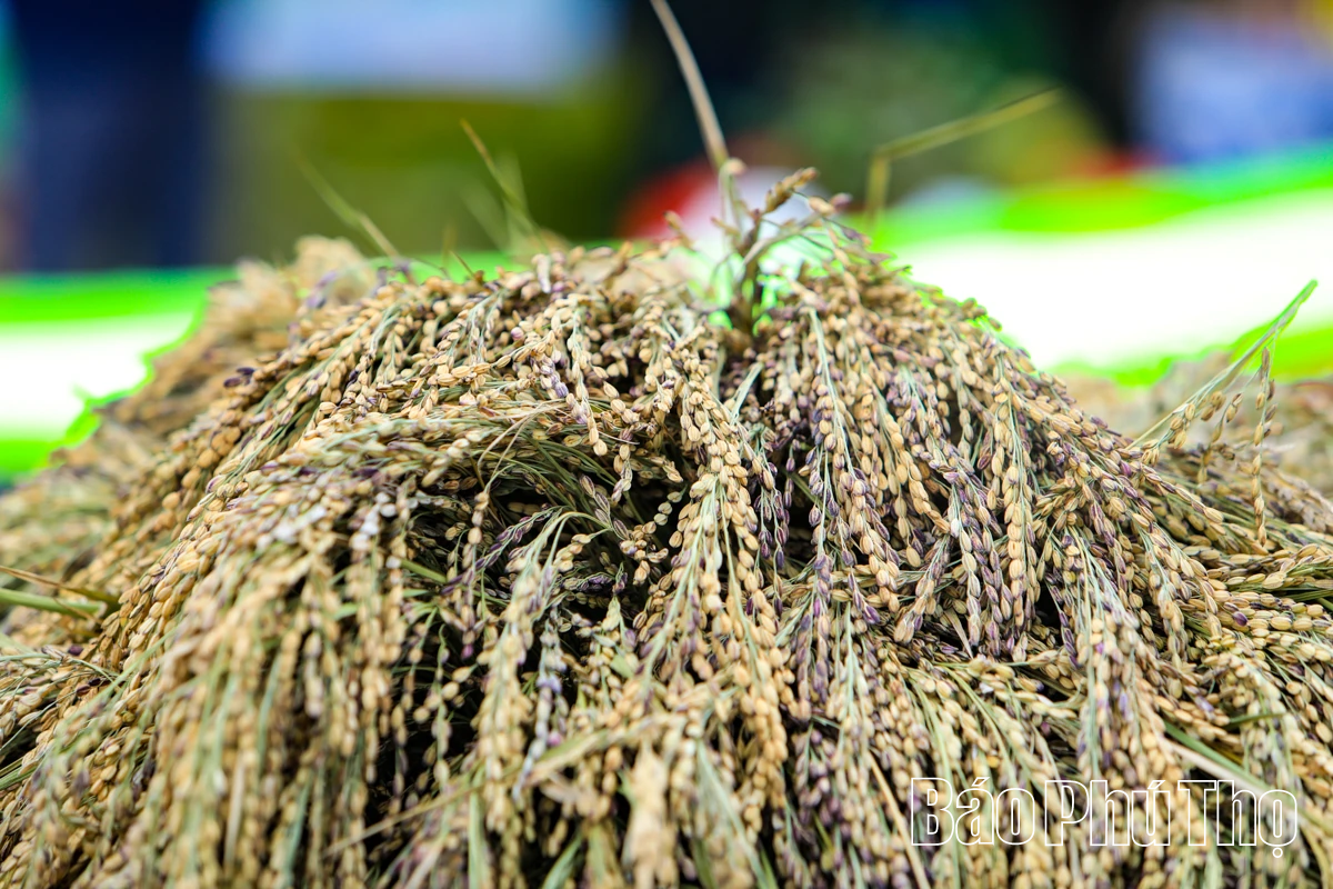 Mùa lúa chín Miền Đồi - điểm hẹn văn hóa Mường