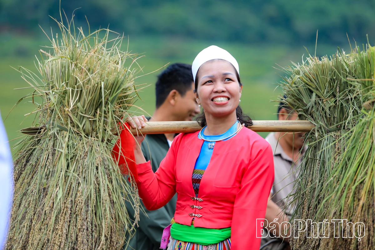 Mùa lúa chín Miền Đồi - điểm hẹn văn hóa Mường