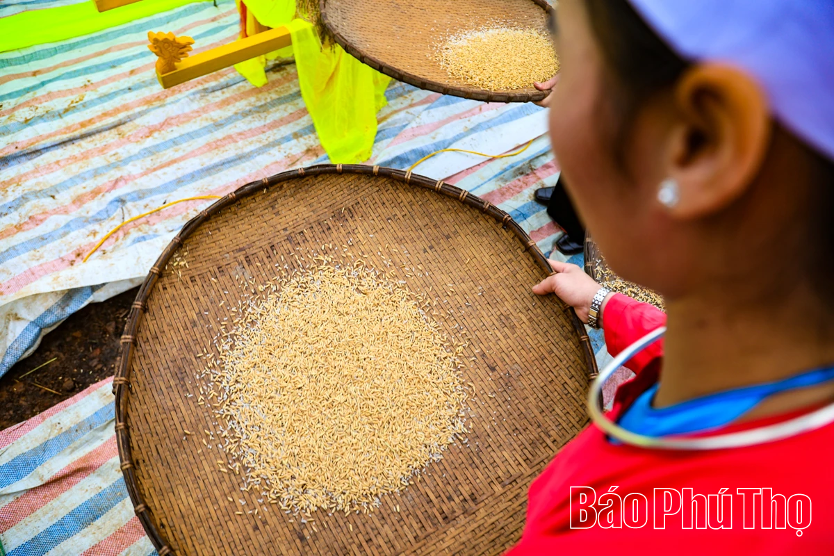 Mùa lúa chín Miền Đồi - điểm hẹn văn hóa Mường