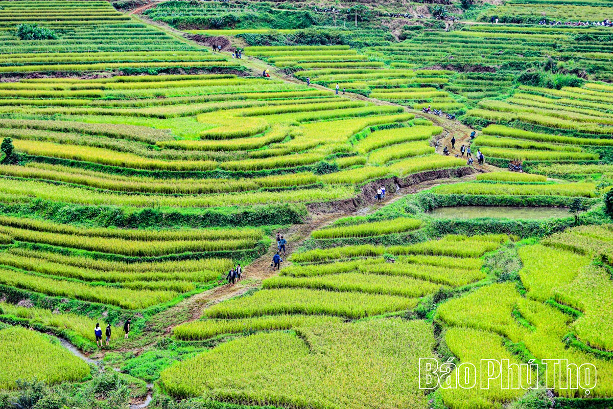 Mùa lúa chín Miền Đồi - điểm hẹn văn hóa Mường