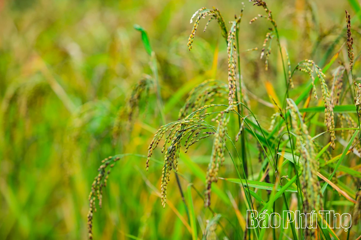 Mùa lúa chín Miền Đồi - điểm hẹn văn hóa Mường