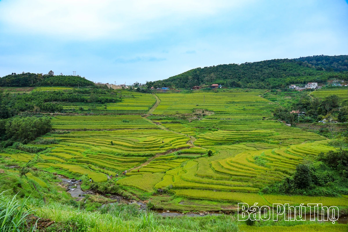 Mùa lúa chín Miền Đồi - điểm hẹn văn hóa Mường