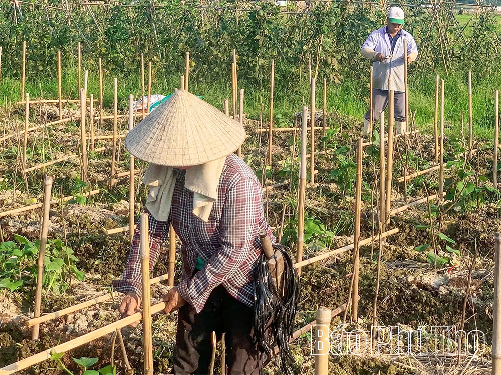 Giữ vững thương hiệu, nâng cao giá trị của rau Su su Tam Đảo