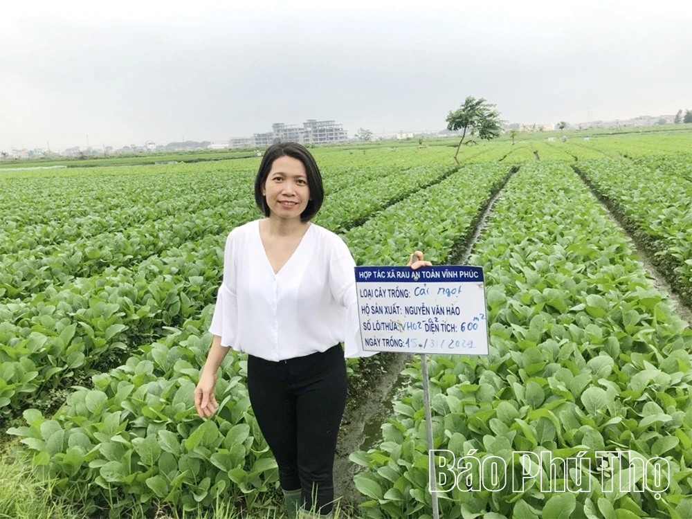 Nữ kỹ sư Kiều Thị Huệ đam mê sản xuất rau sạch