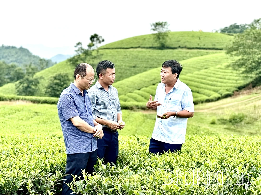 Phát triển cây chè bền vững, đa giá trị