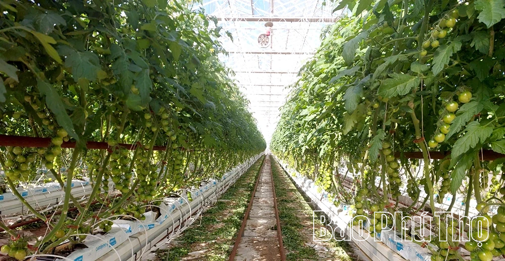 Đoàn công tác tỉnh Phú Thọ thăm và làm việc với các doanh nghiệp tiêu biểu tại Melbourne, Úc