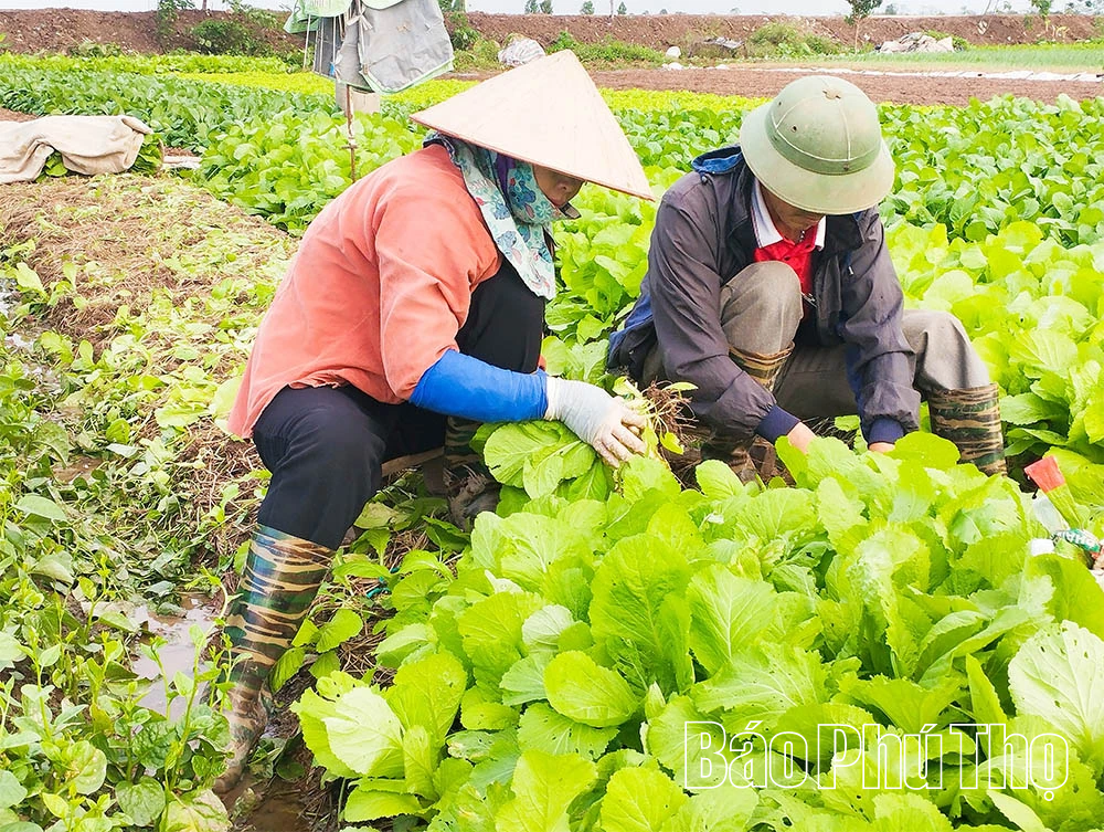 Nâng tầm nông sản bằng tư duy và công nghệ xanh
