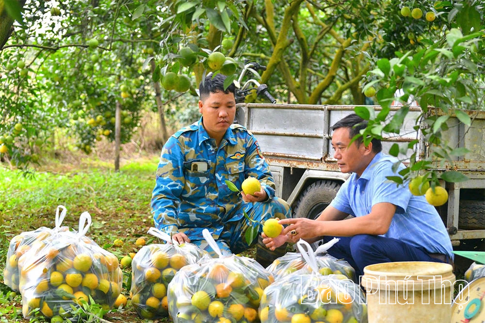 Cam Cao Phong vào vụ mới, hứa hẹn bội thu