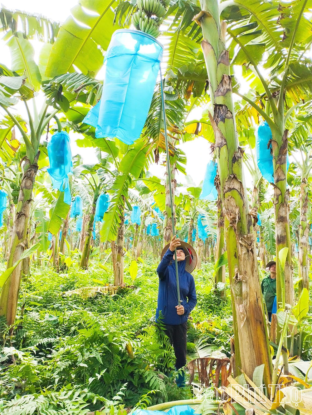 Nông nghiệp hữu cơ - Xu thế tất yếu của nông nghiệp hiện đại