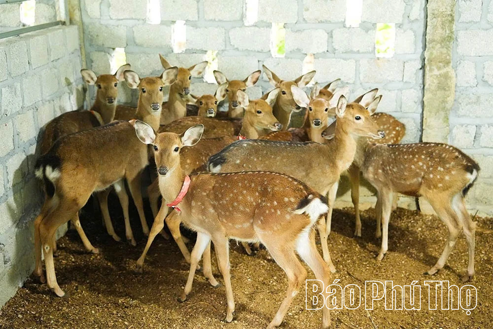 Khánh thành Trang trại chăn nuôi hươu tập trung