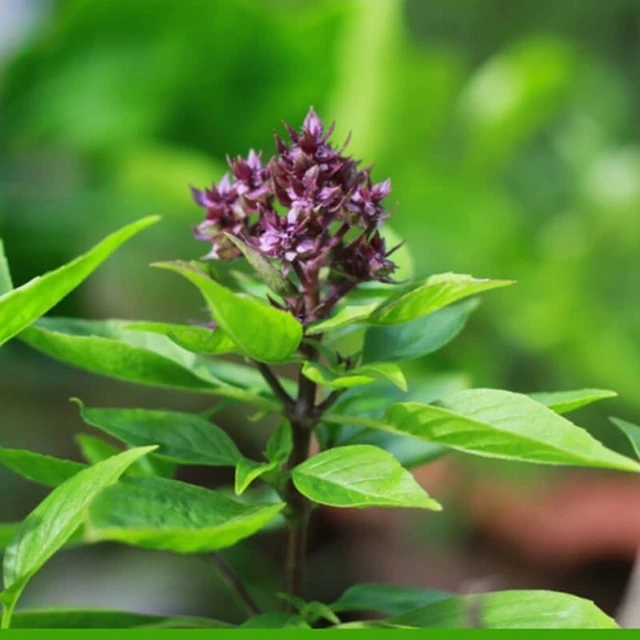 4 lý do nên ăn lá húng quế khi thời tiết lạnh