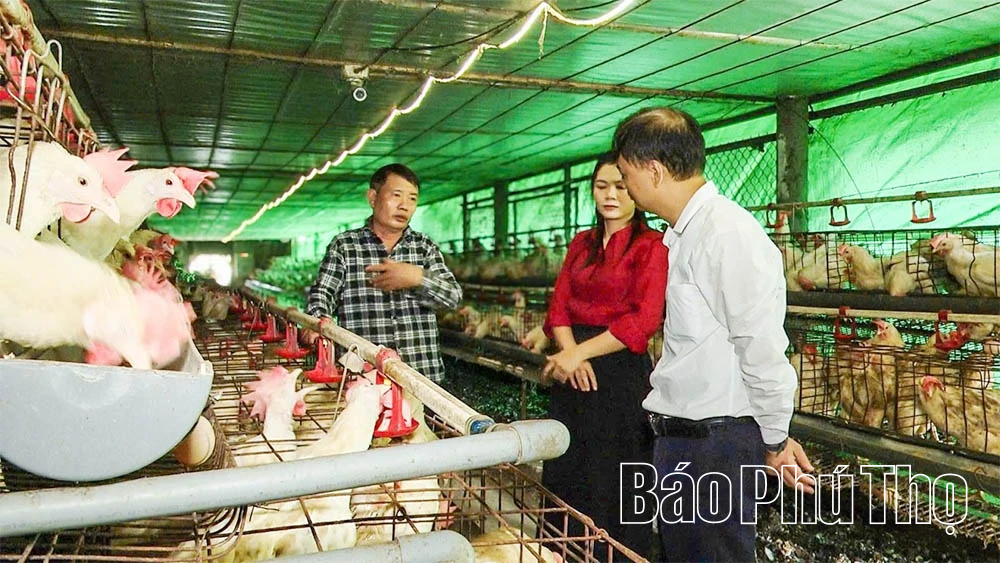 Làm giàu từ mô hình nuôi gà đẻ trứng ứng dụng công nghệ cao