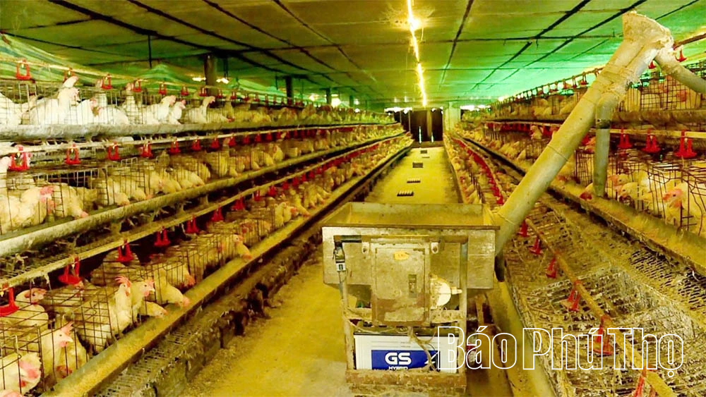 Làm giàu từ mô hình nuôi gà đẻ trứng ứng dụng công nghệ cao