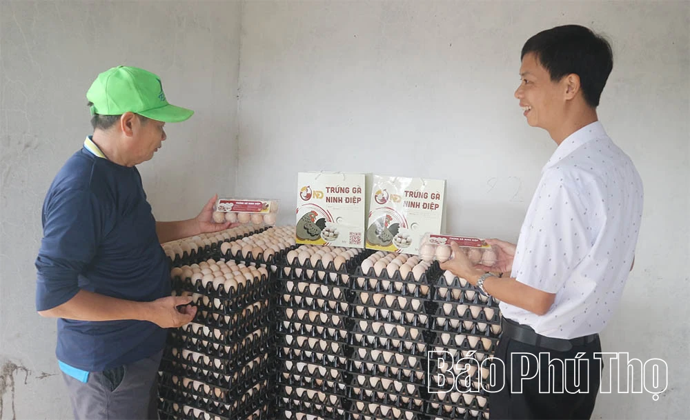 Làm giàu từ mô hình nuôi gà đẻ trứng ứng dụng công nghệ cao