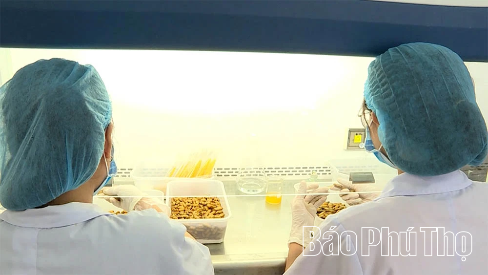 Nông sản Việt vươn tầm quốc tế