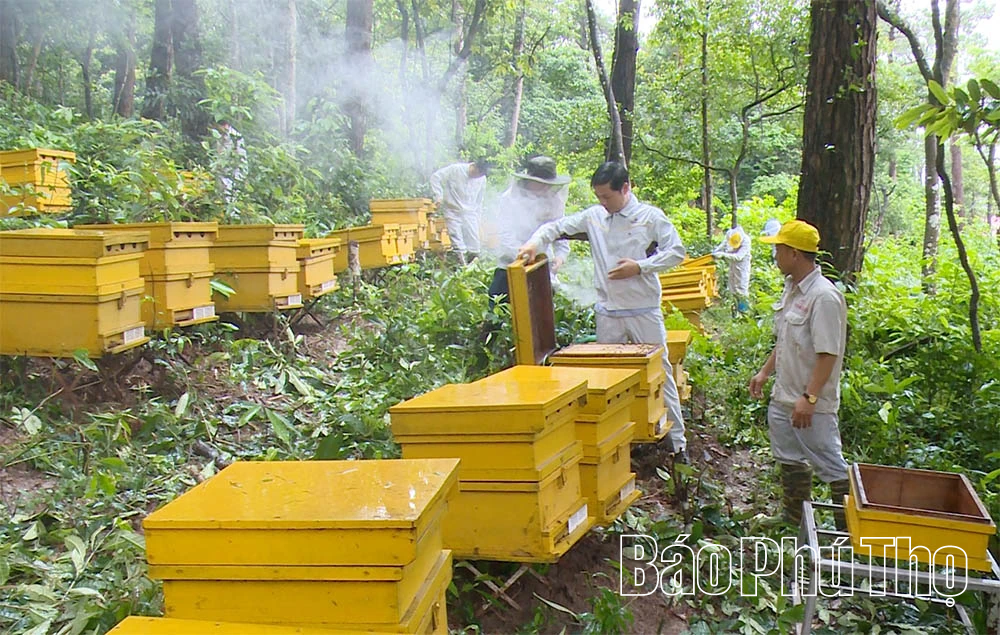 Nông sản Việt vươn tầm quốc tế