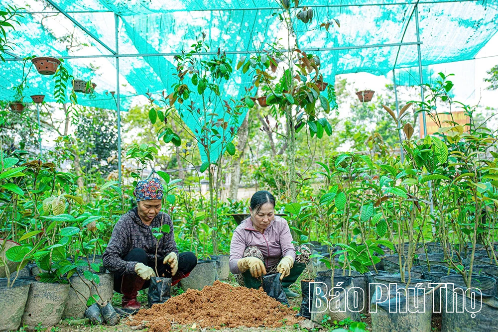 Gen Z “trồng vàng” trên núi