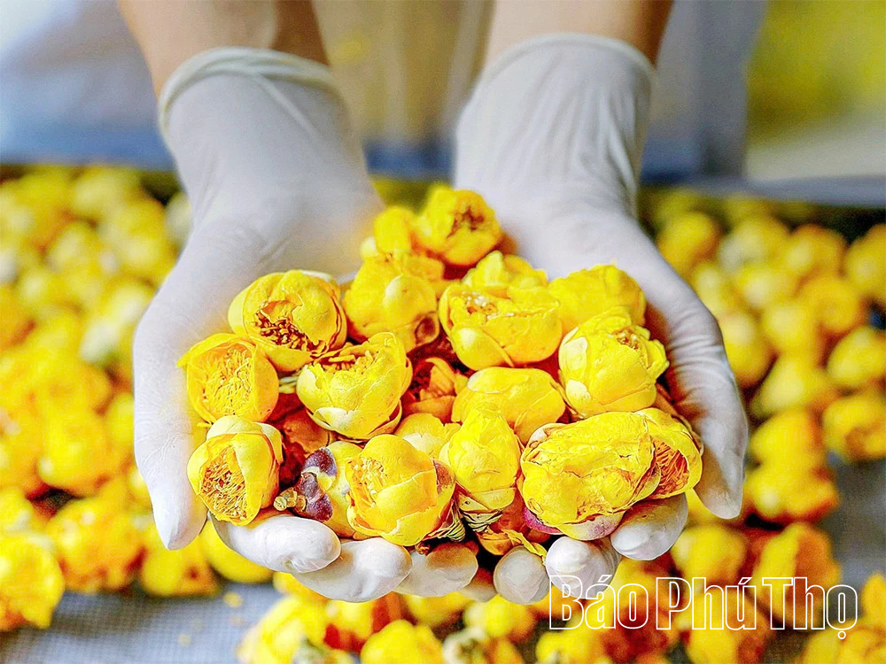 Gen Z “trồng vàng” trên núi